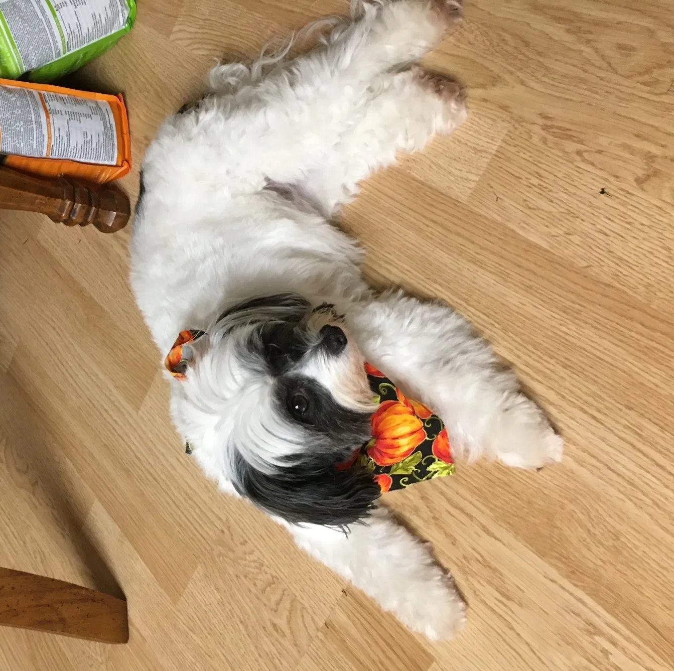 Lost dog in Indianapolis, IN, 46226
