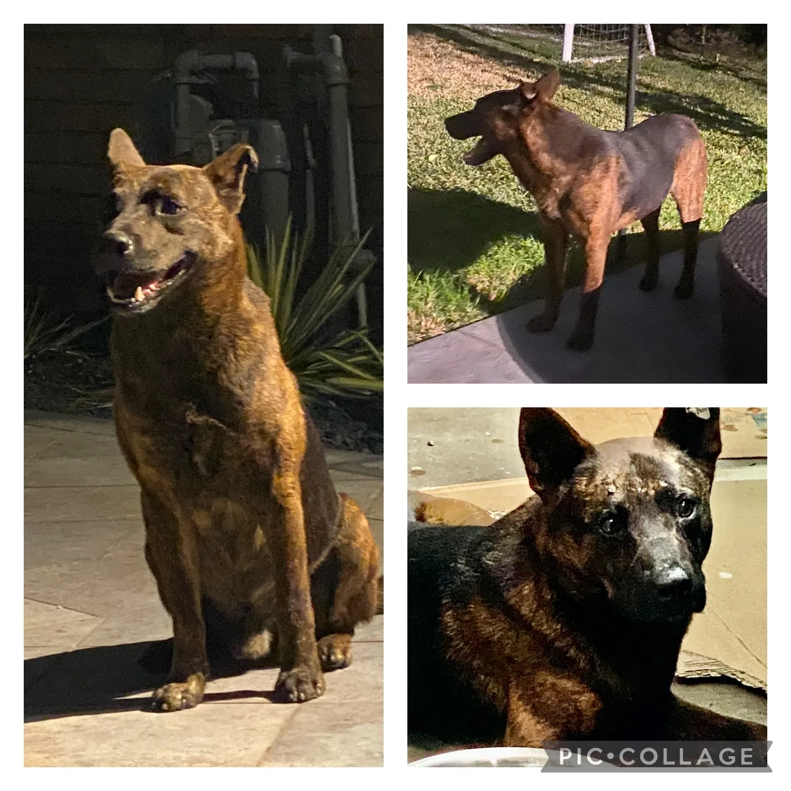 Lost dog in Houston, TX, 77063