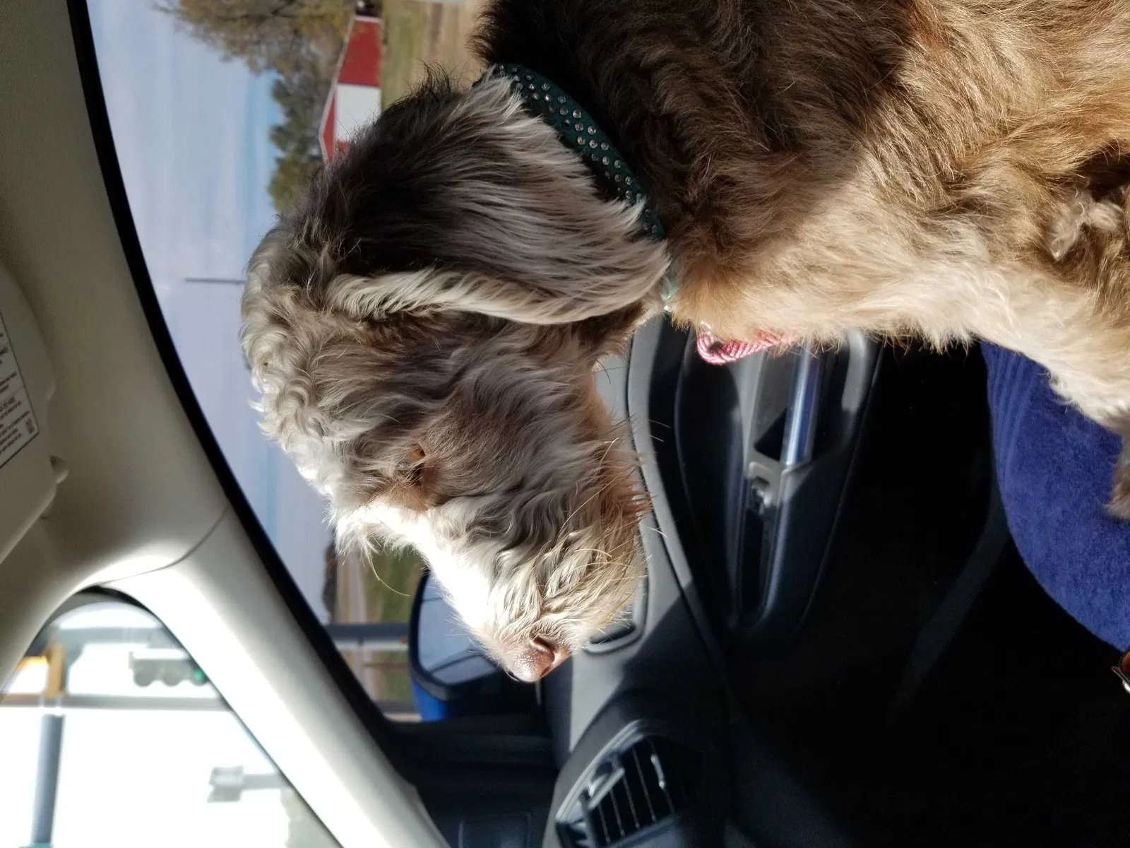 Lost dog in Wichita, KS, 67209