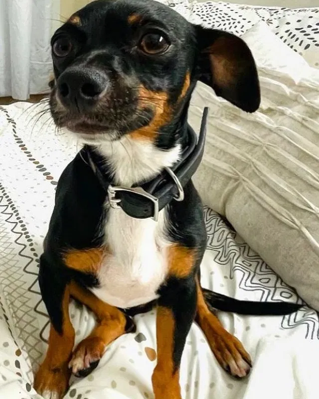 Lost dog in San Pedro, CA, 90731
