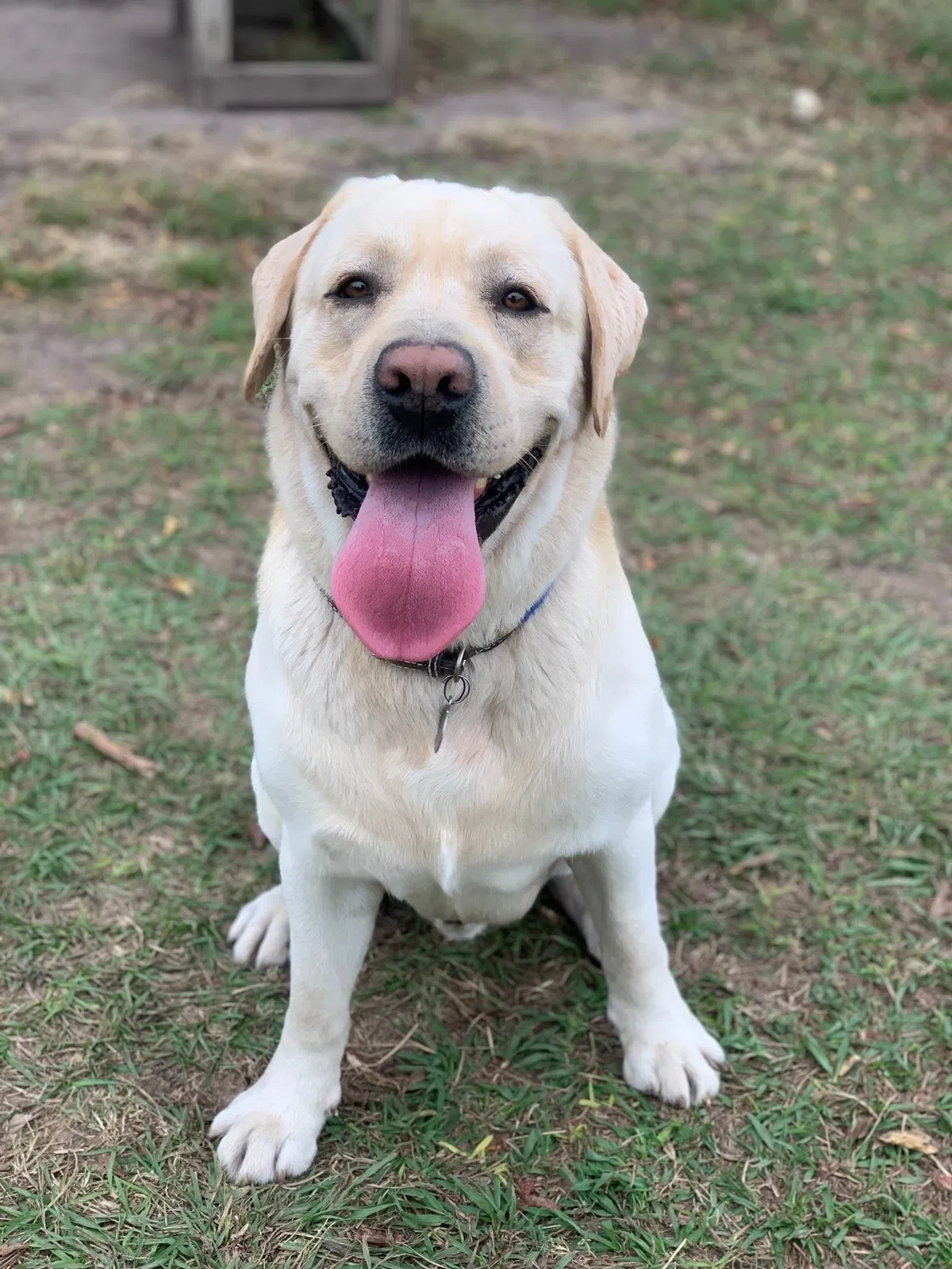 Lost dog in Karnes City, TX, 78118