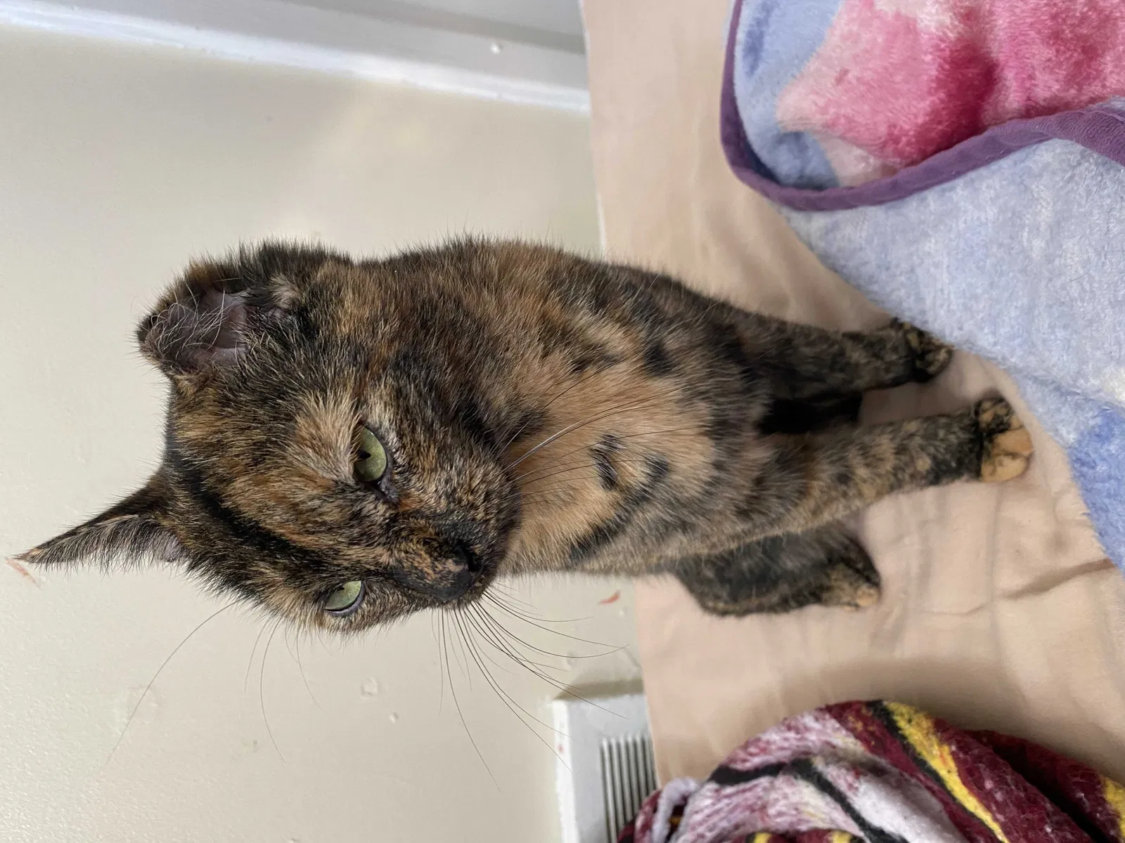 Lost cat in Clifton, NJ, 7014