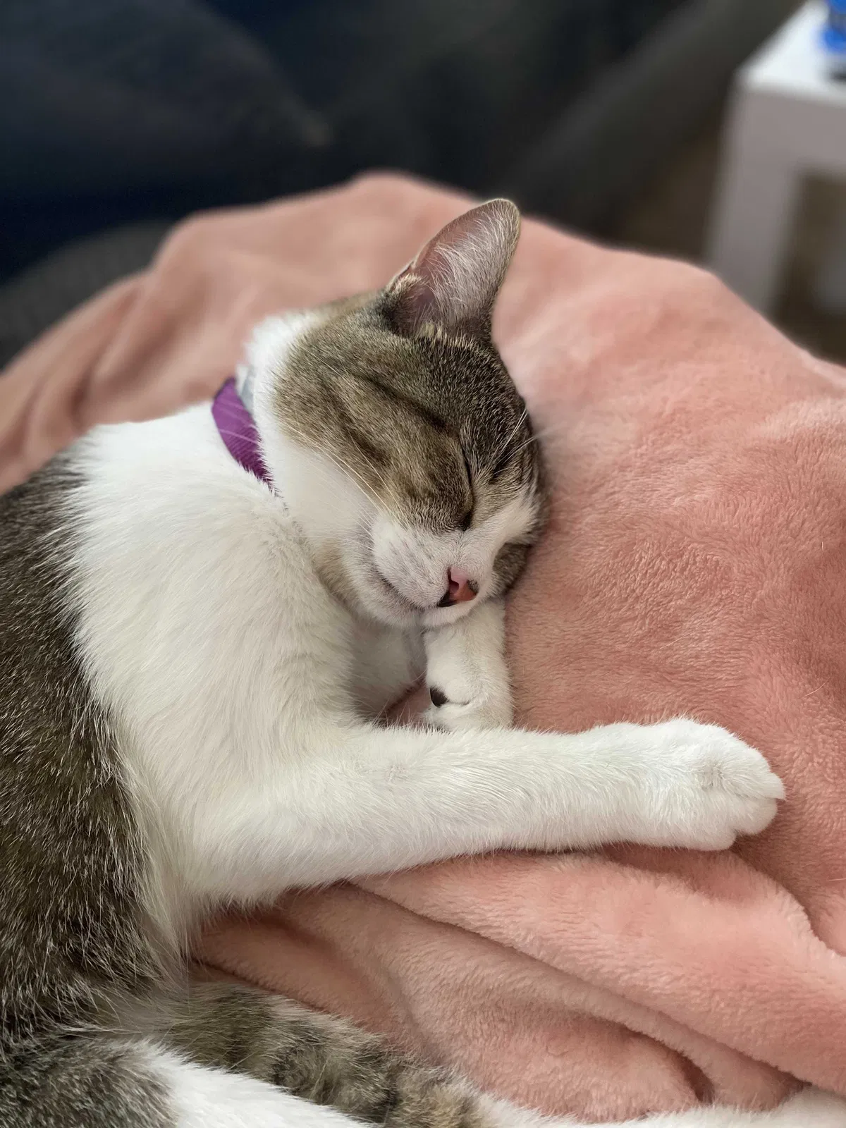 Lost cat in Indianapolis, IN, 46214