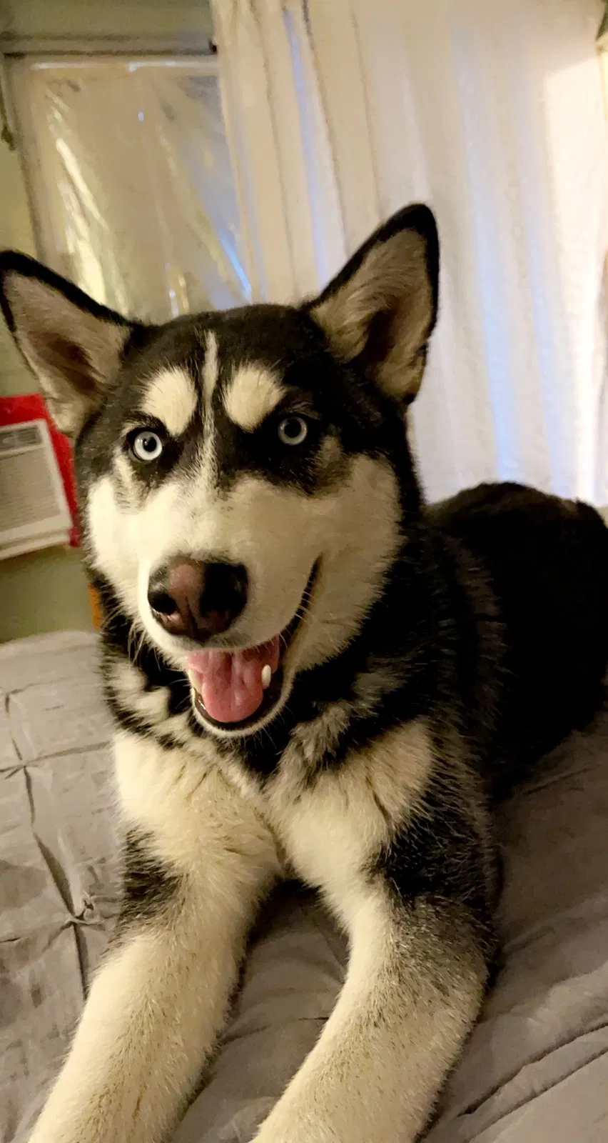 Lost dog in Tucson, AZ, 85706