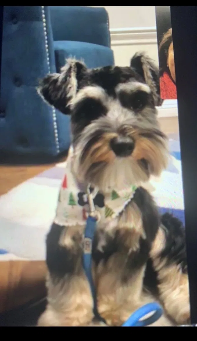 Lost dog in West Covina, CA, 91791
