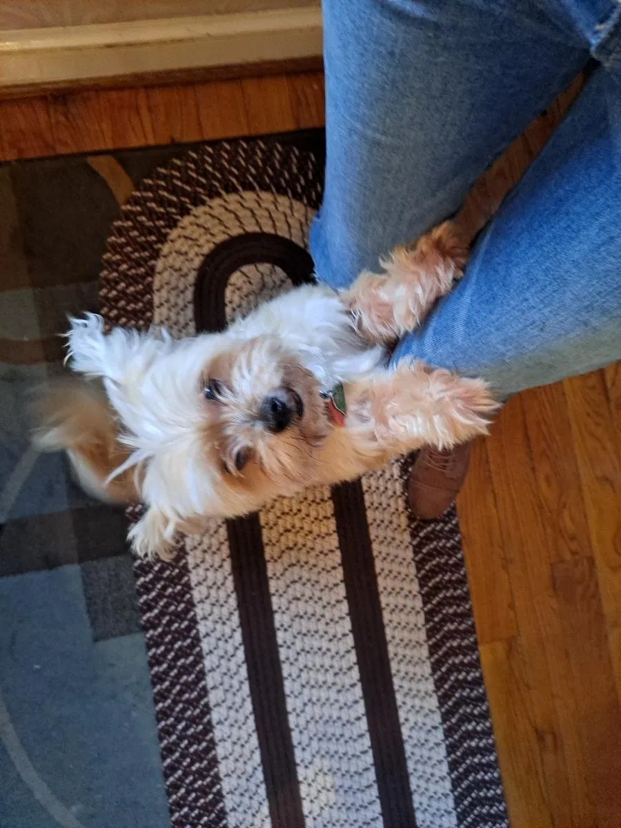 Lost dog in Takoma Park, MD, 20912