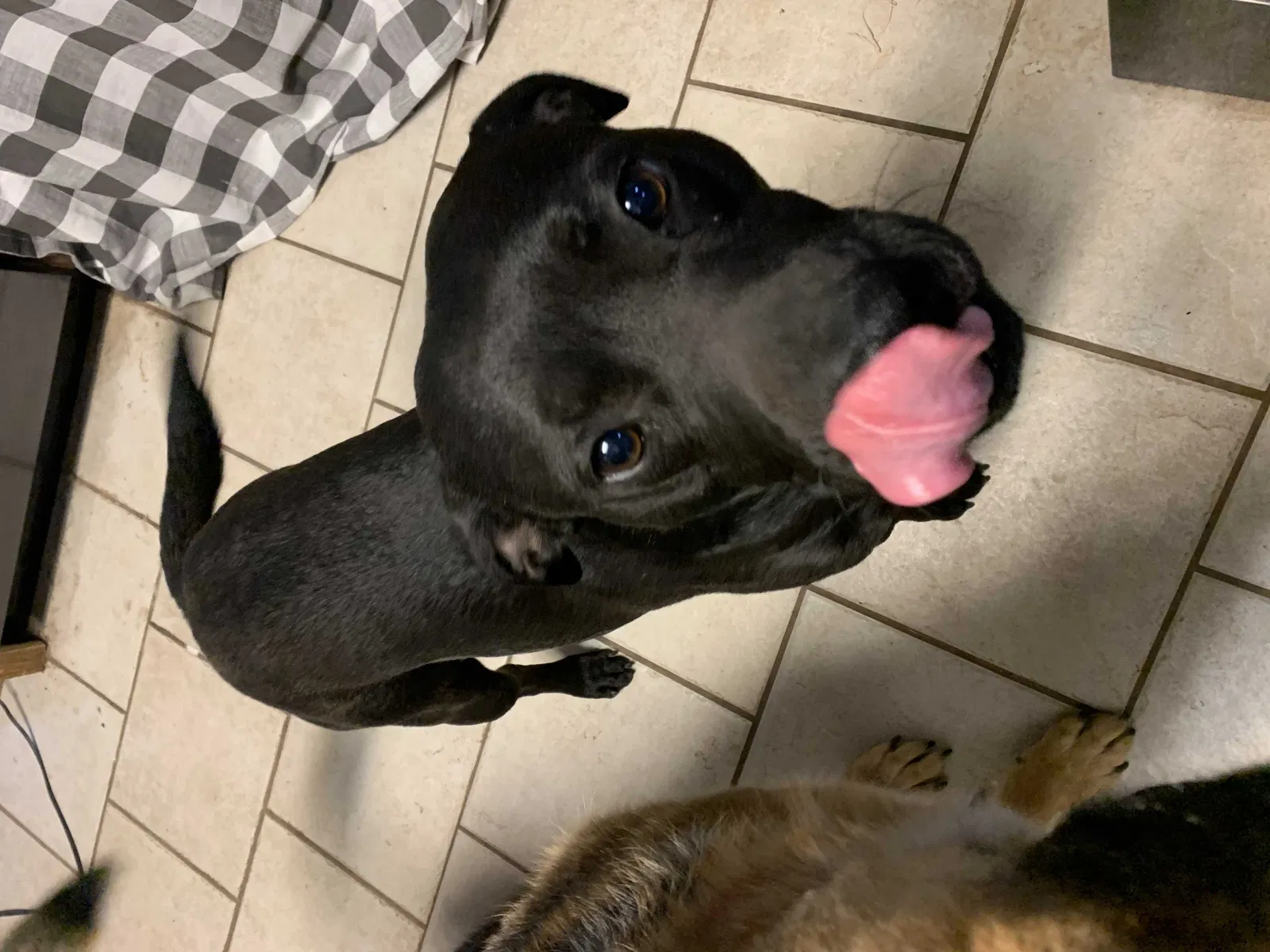Lost dog in Lubbock, TX, 79423
