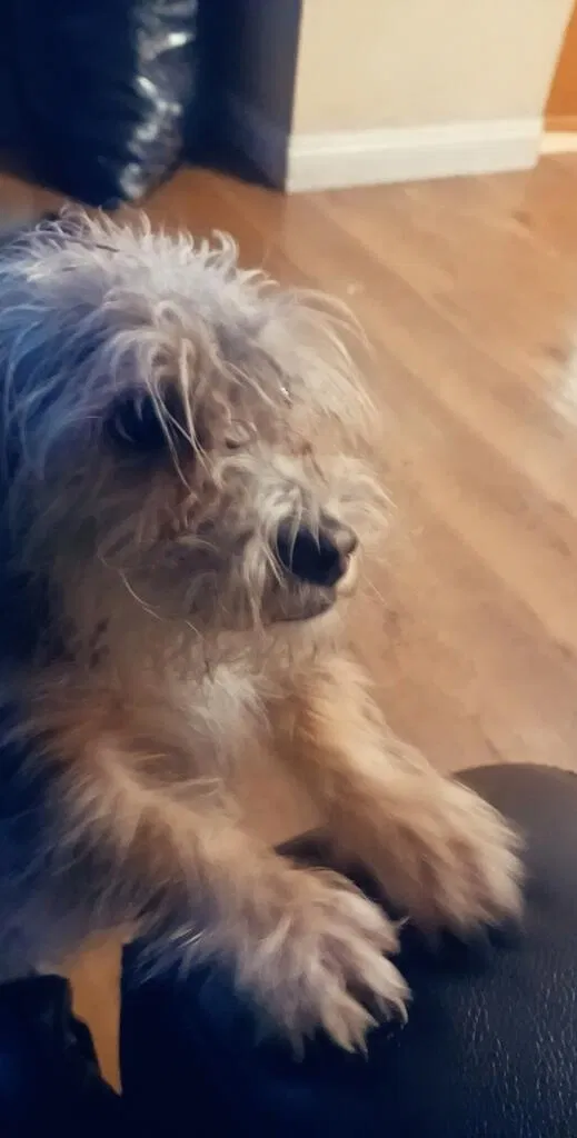 Lost dog in Las Vegas, NV, 89128