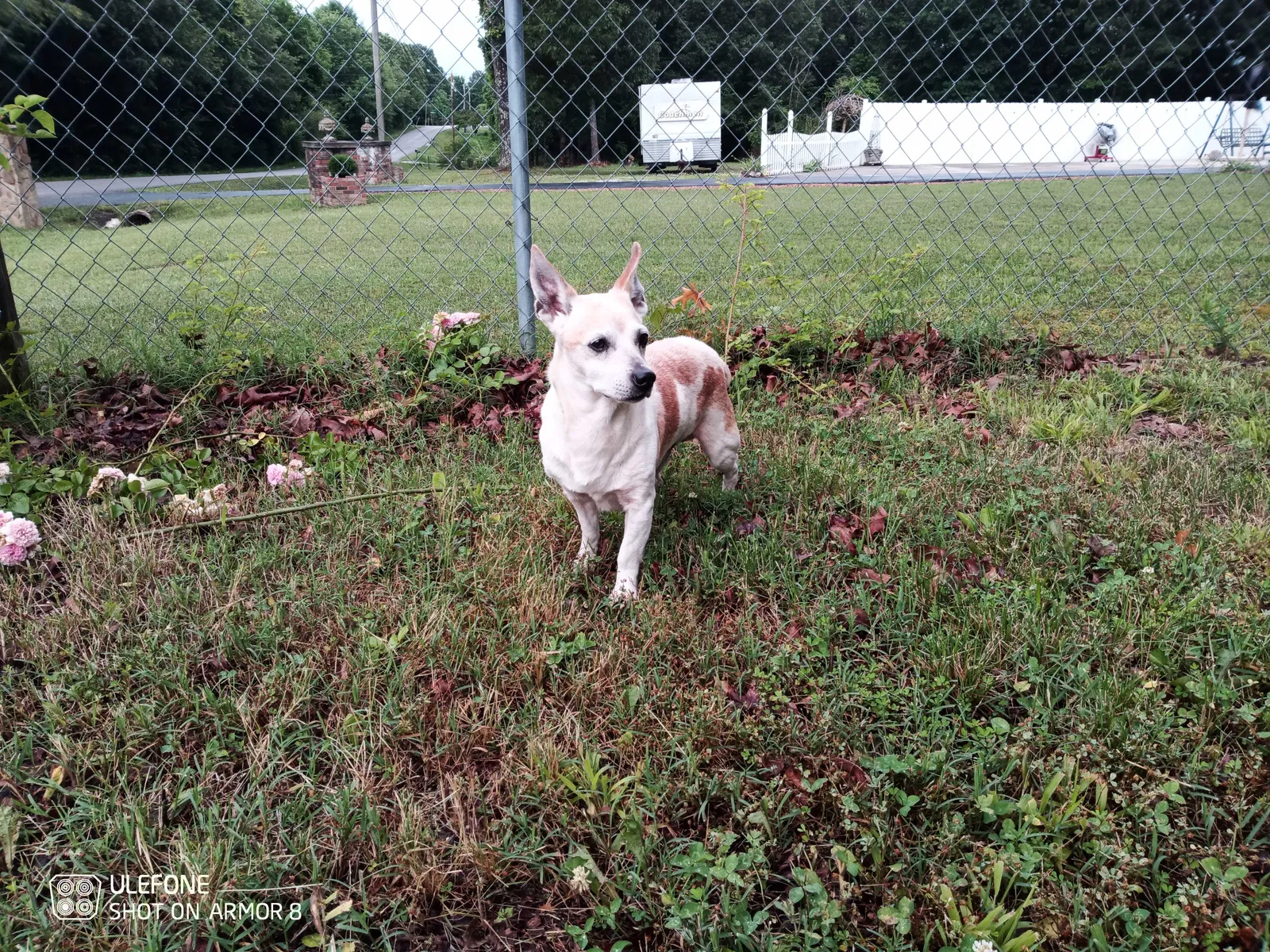 Lost dog in Murfreesboro, TN, 37129