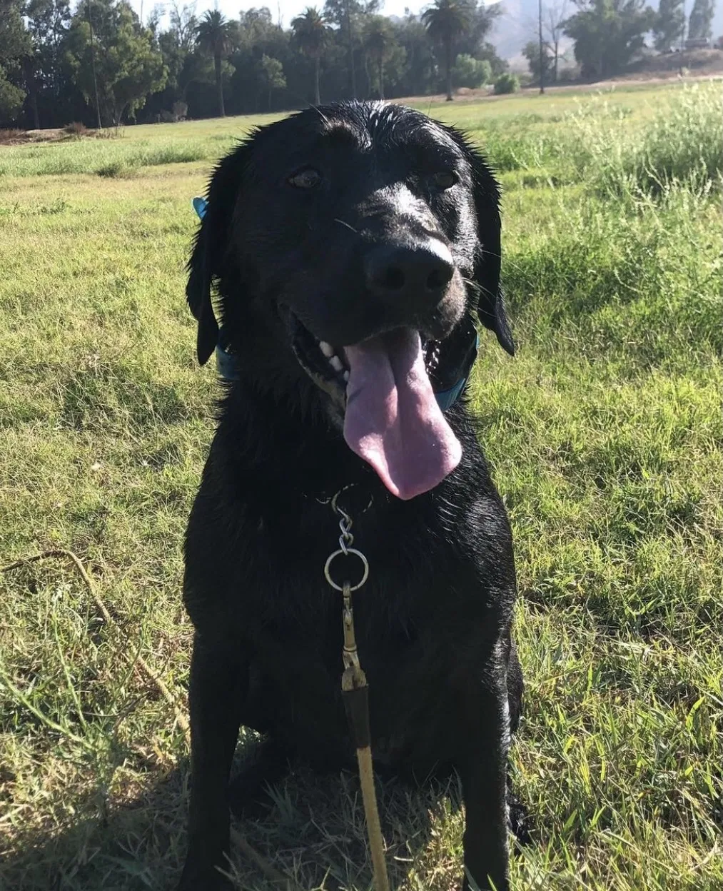 Lost dog in Upland, CA, 91784
