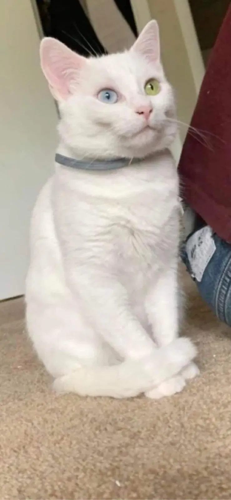 Lost cat in Hickory, NC, 28601