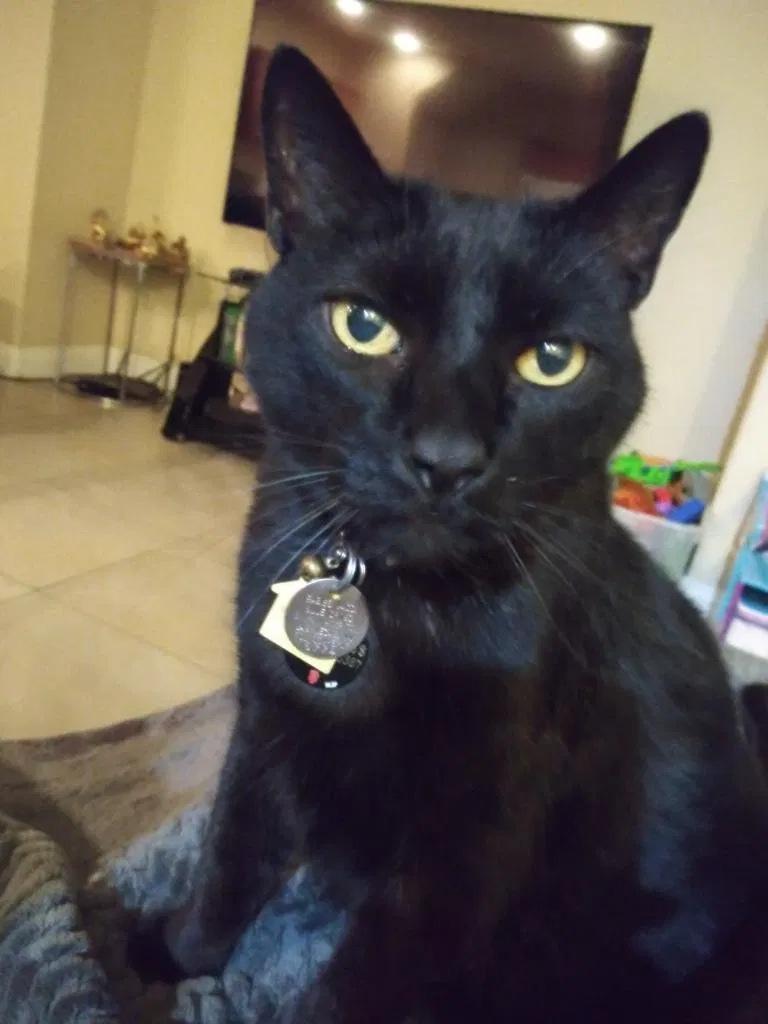 Lost cat in Las Vegas, NV, 89166