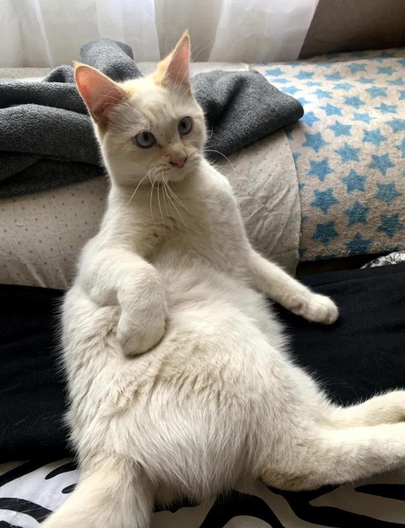 Lost cat in Mesa, AZ, 85201