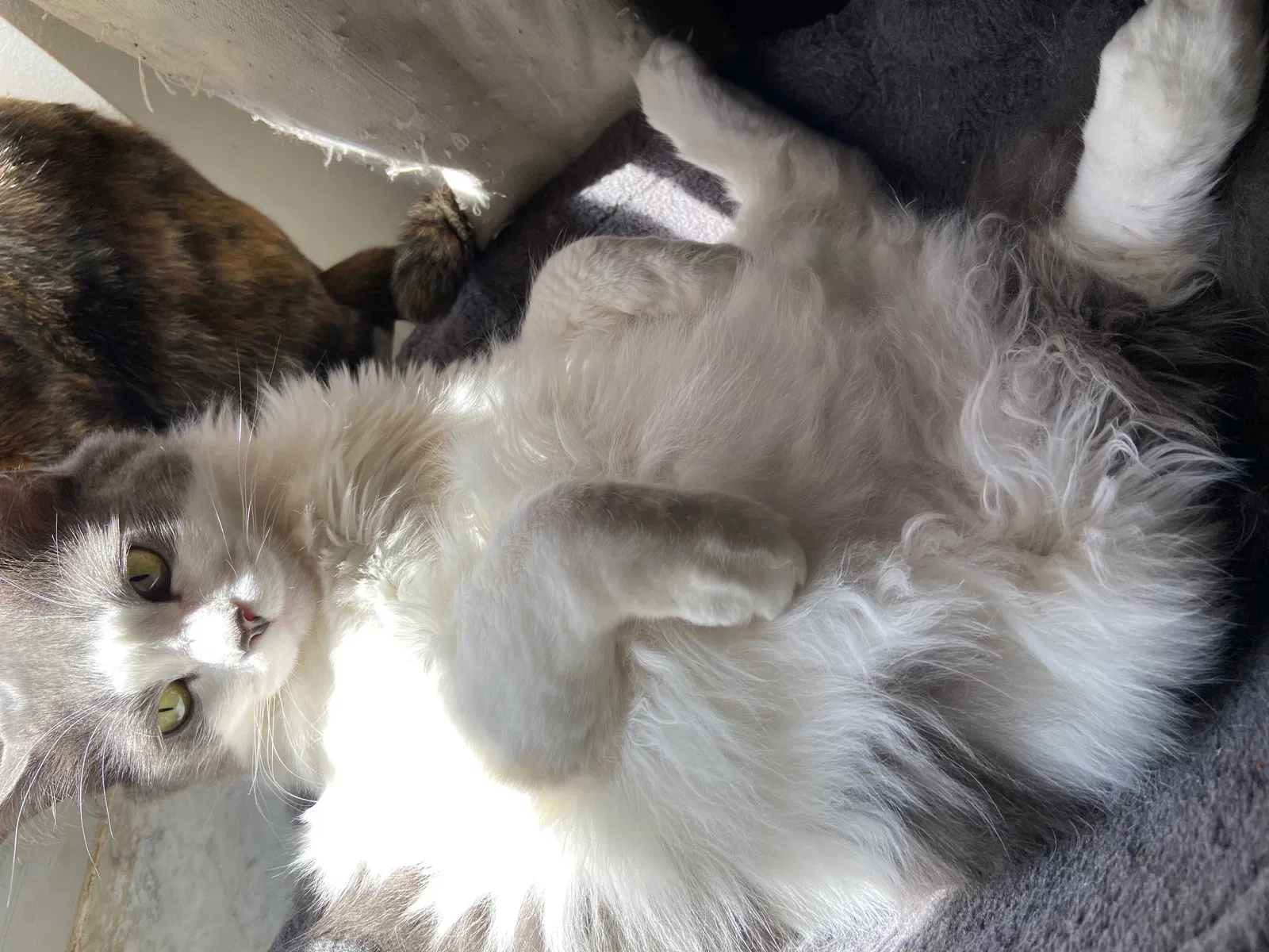Lost cat in Port Saint Lucie, FL, 34953