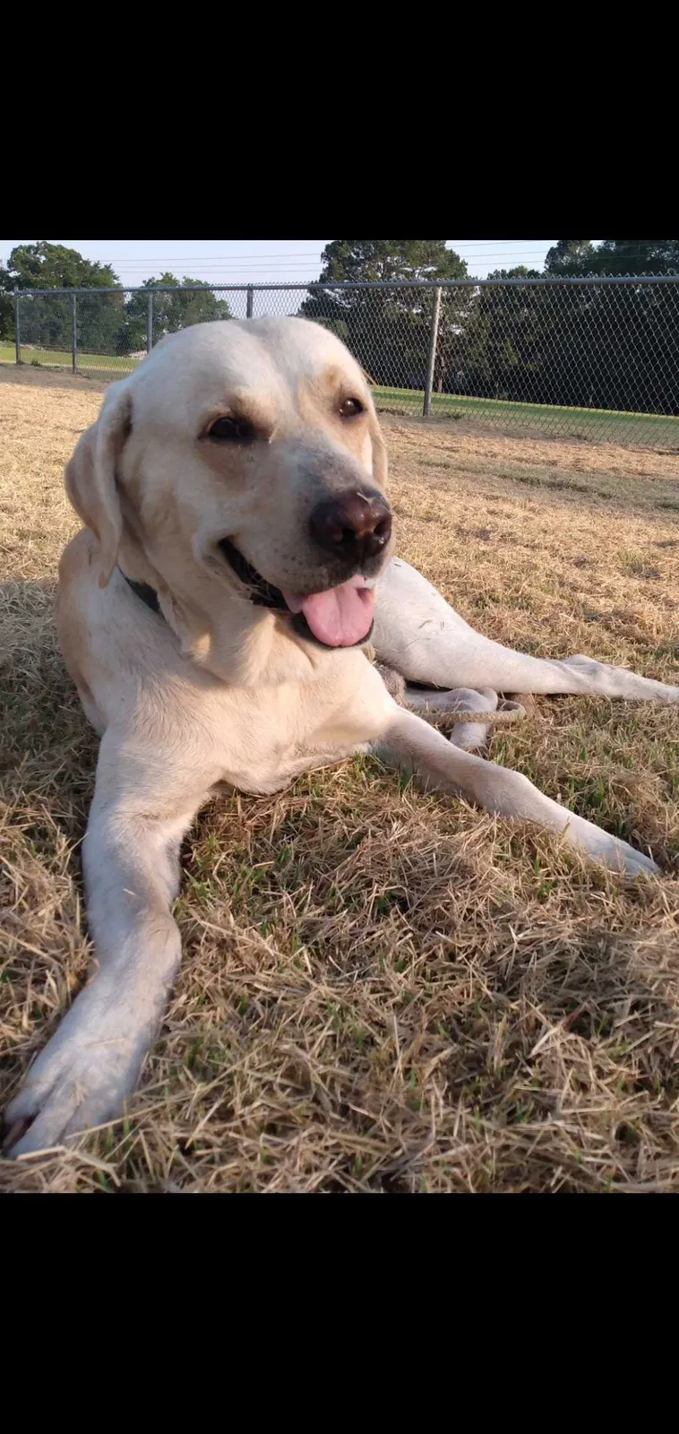 Lost dog in Prattsville, AR, 72129
