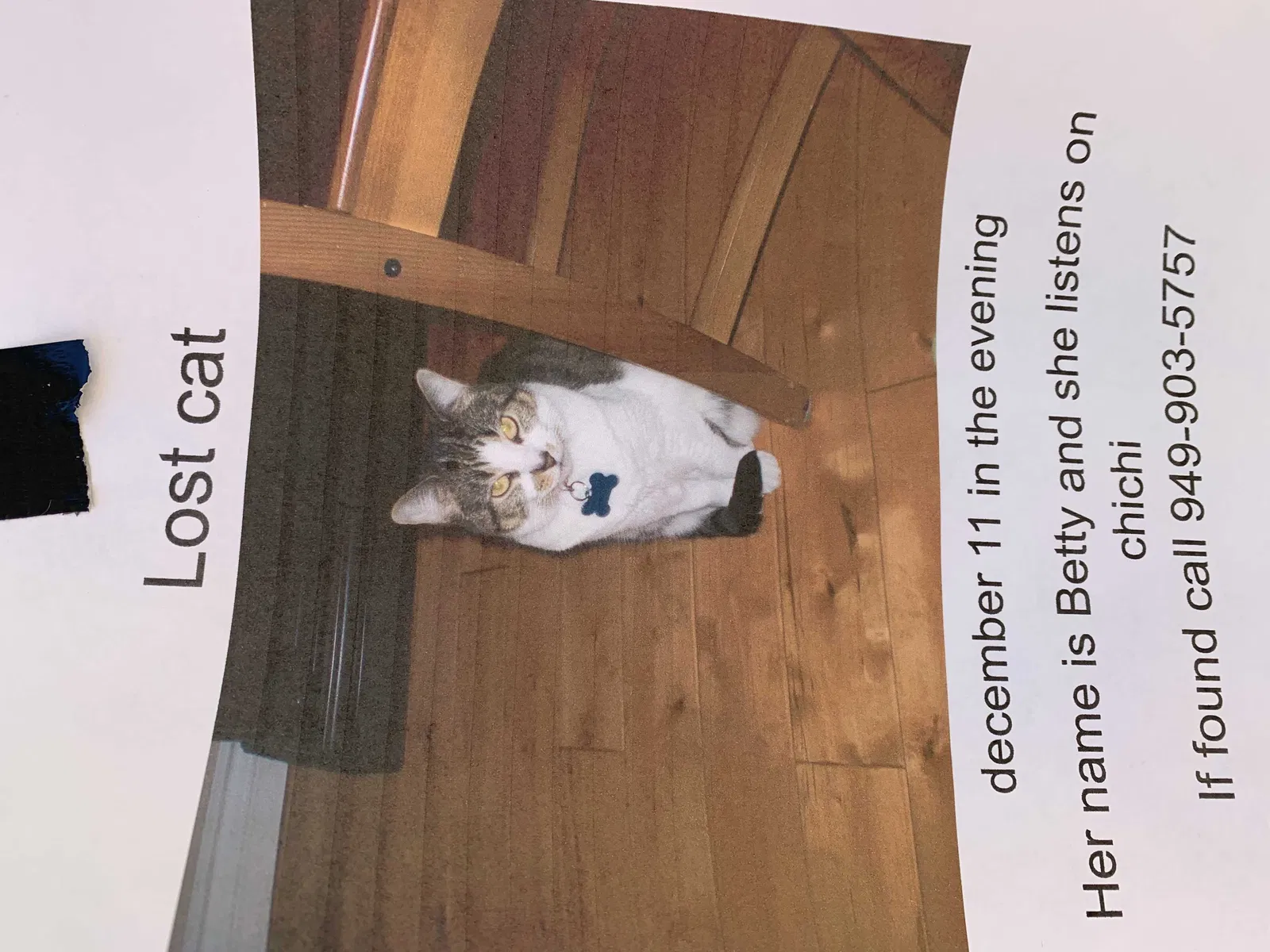 Lost cat in Lake Forest, CA, 92630