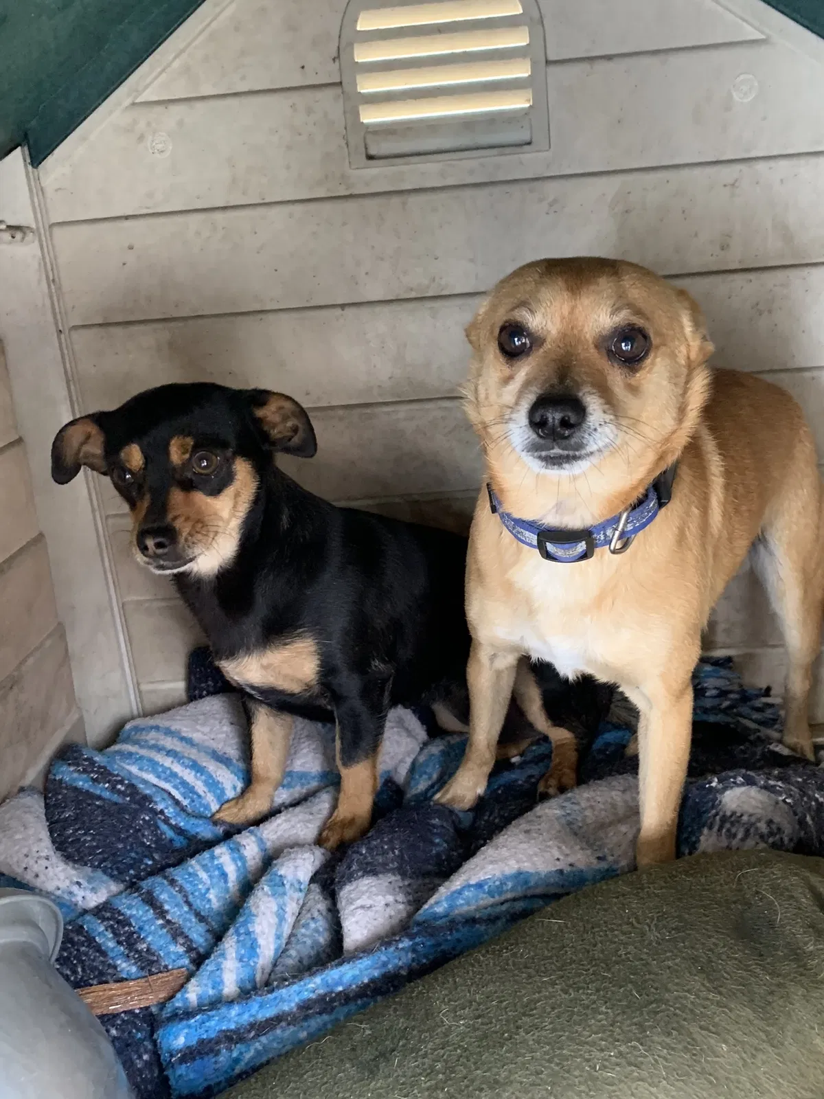 Lost dog in Santa Ana, CA, 92701