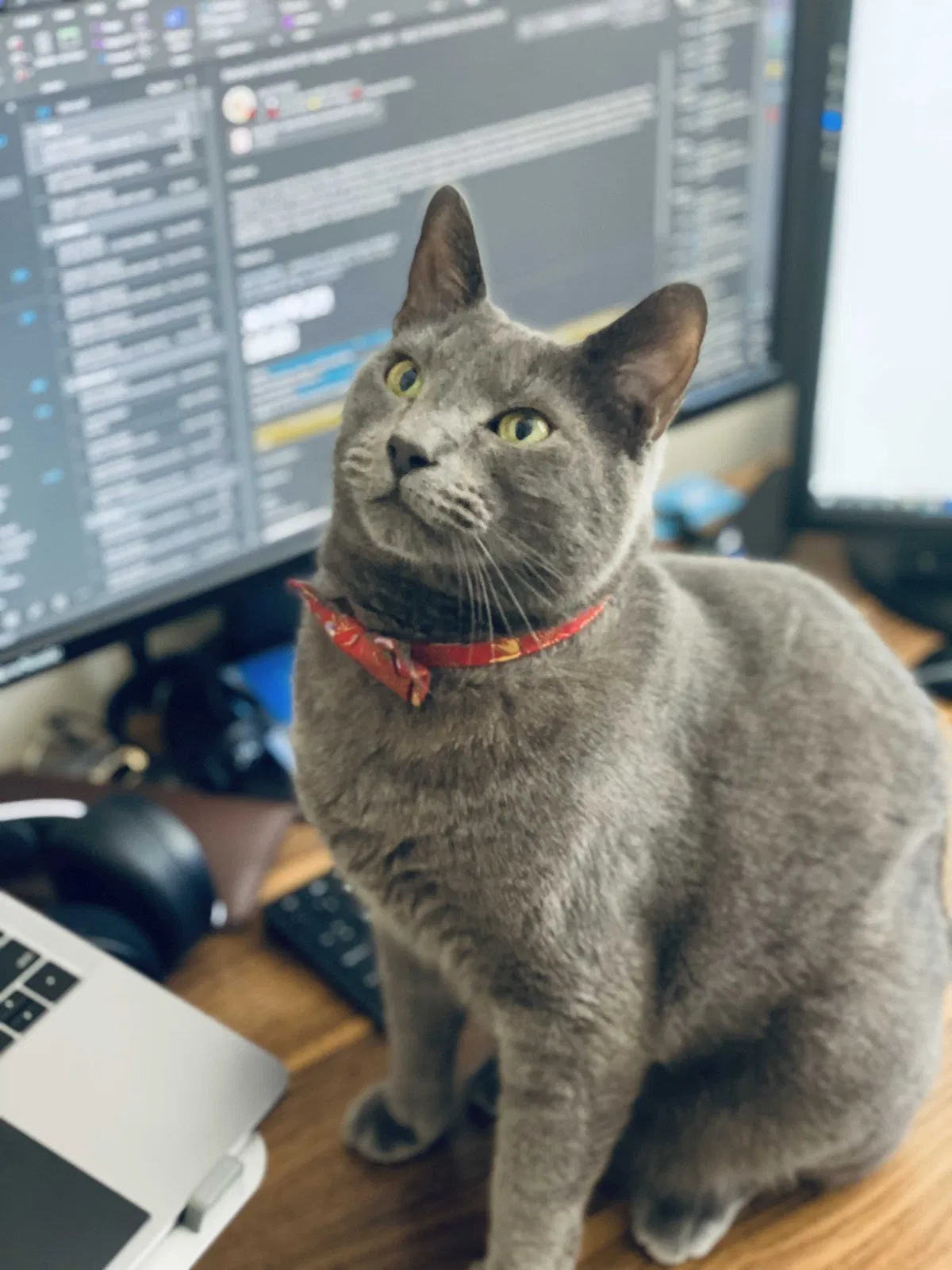 Lost cat in Holiday, FL, 34690