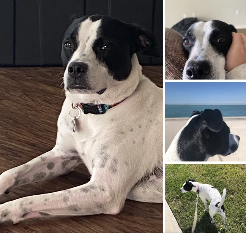 Lost dog in Port Charlotte, FL, 33954