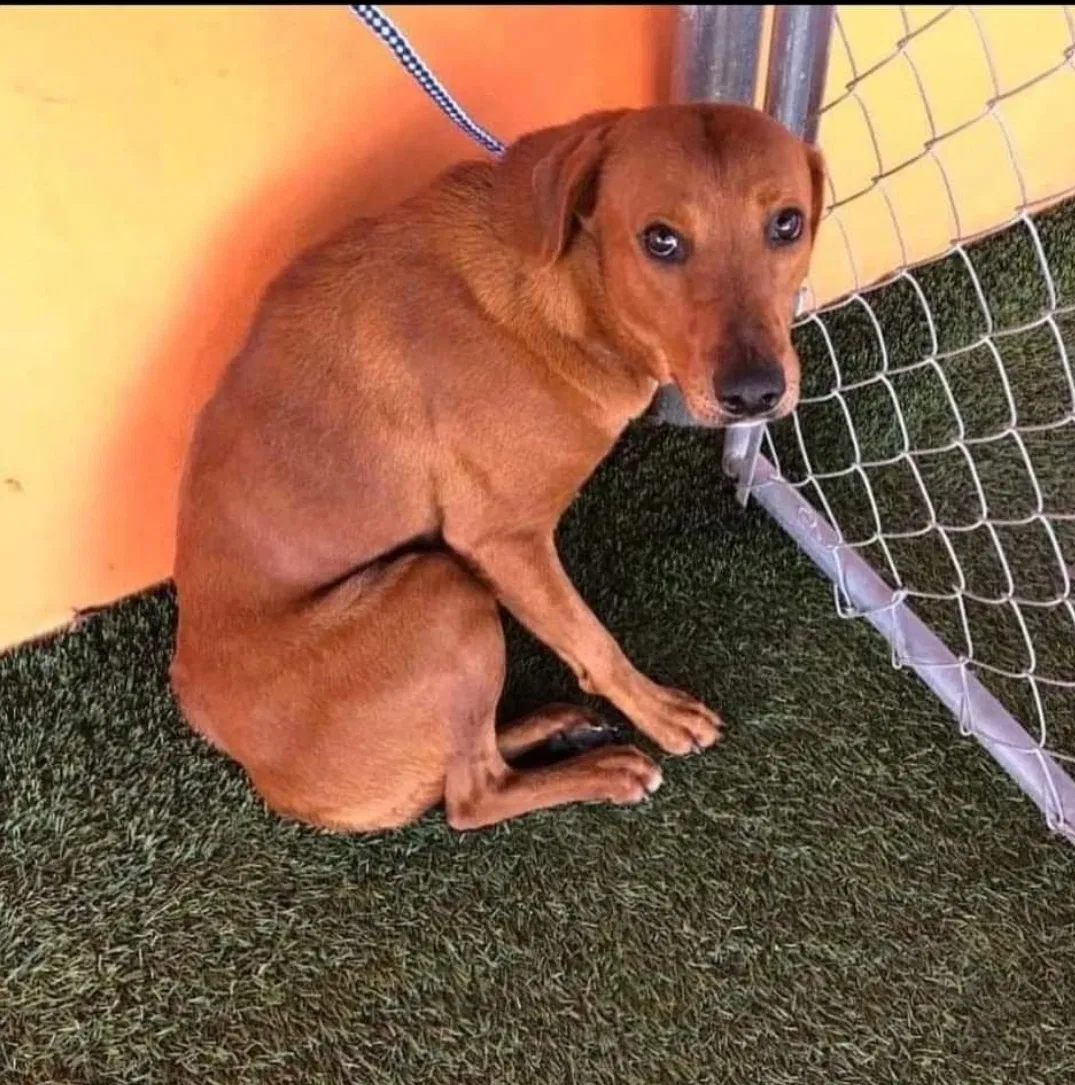 Lost dog in Miami, FL, 33168