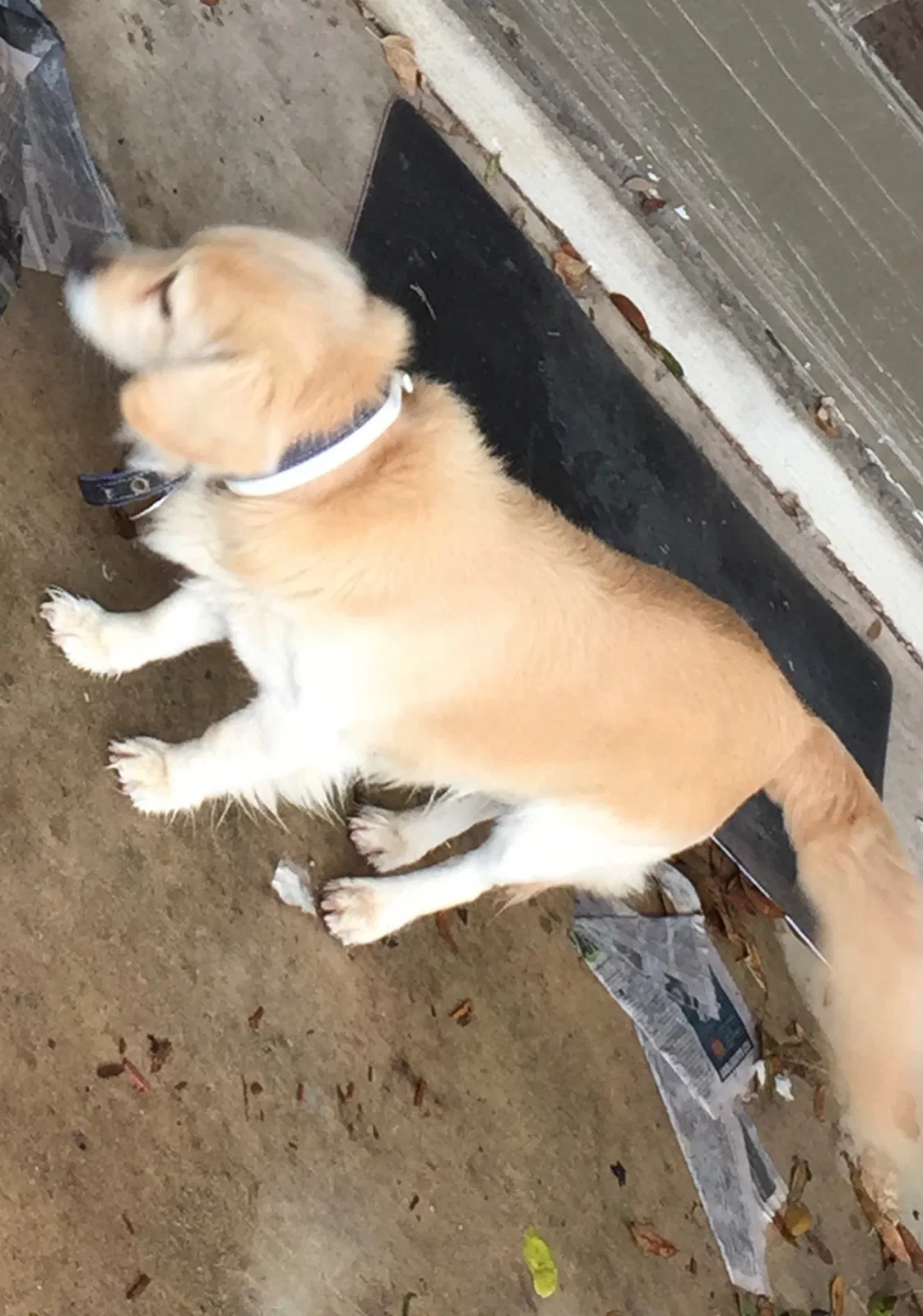Lost dog in San Antonio, TX, 78213