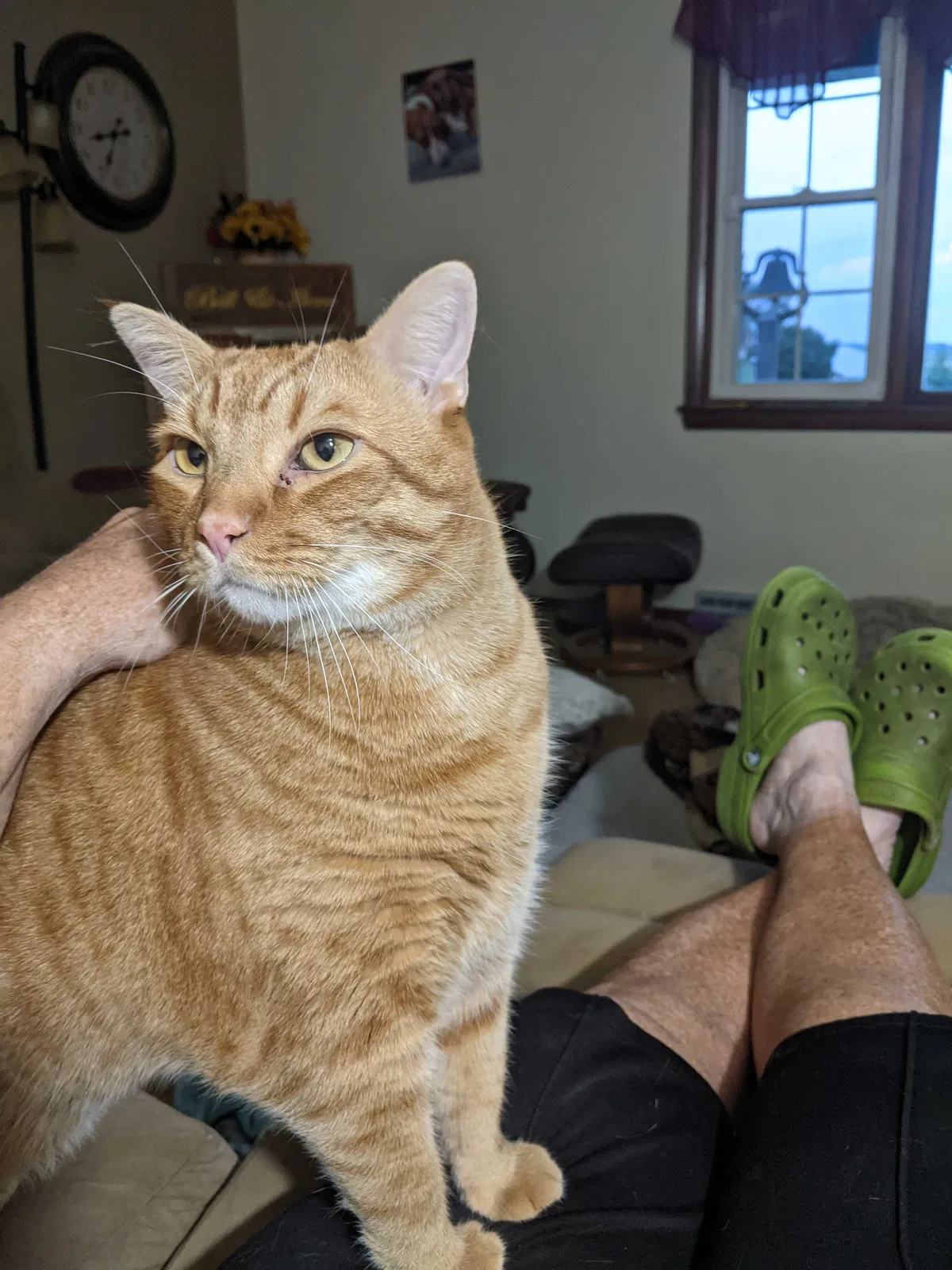 Lost cat in East Moline, IL, 61244