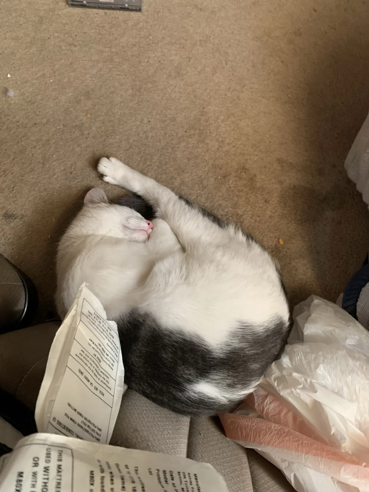 Lost cat in Indianapolis, IN, 46226