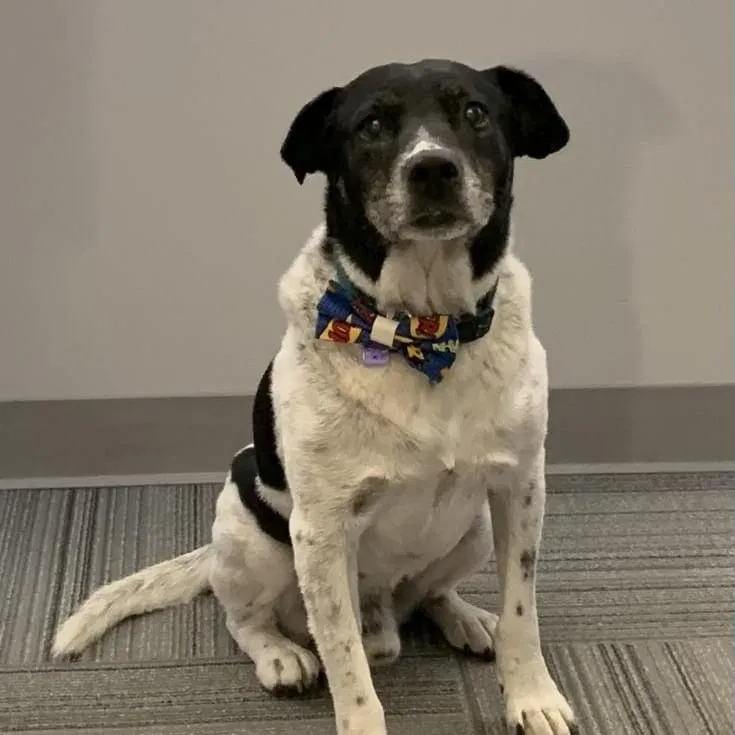 Lost dog in Wexford, PA, 15090