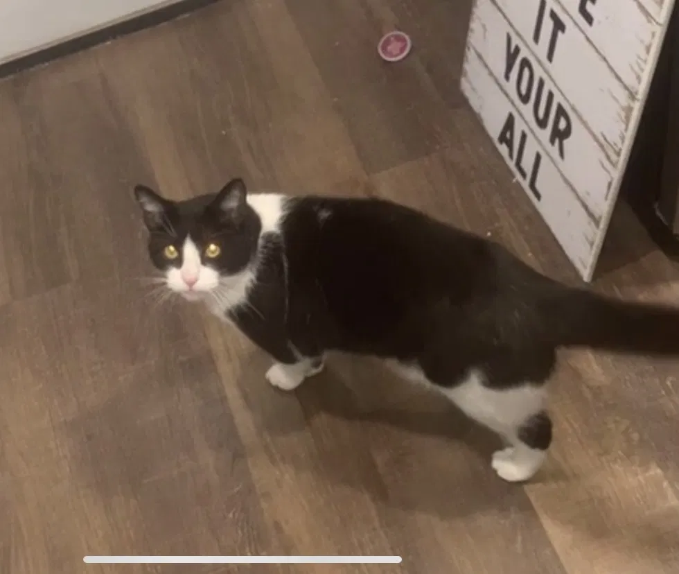 Lost cat in Indianapolis, IN, 46217