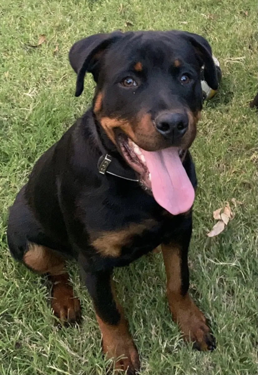 Lost dog in Oklahoma City, OK, 73109
