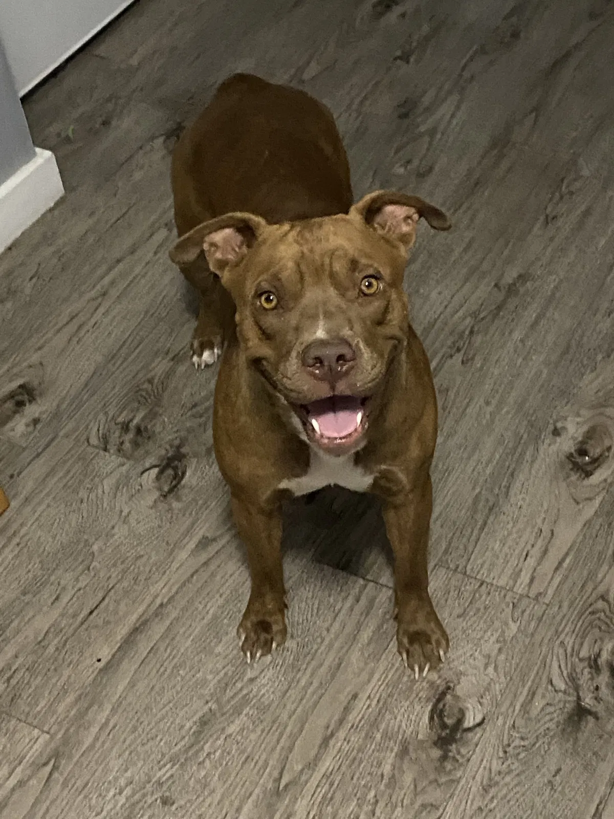 Lost dog in Slaton, TX, 79364