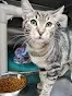 Lost cat in Everett, WA, 98203