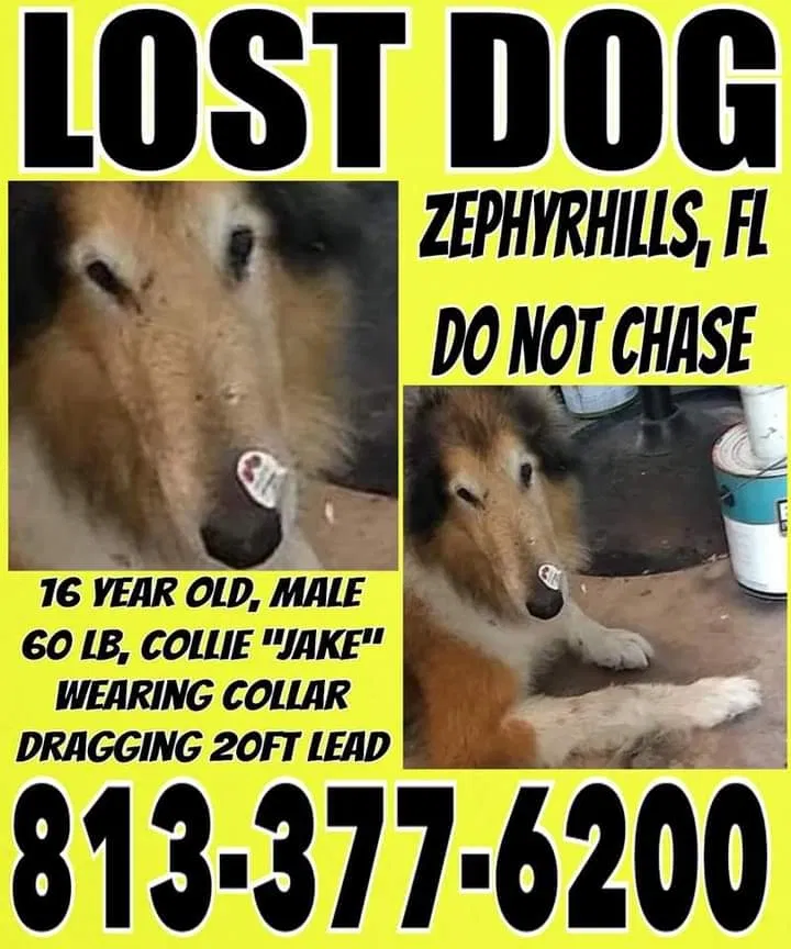 Lost dog in Zephyrhills, FL, 33541