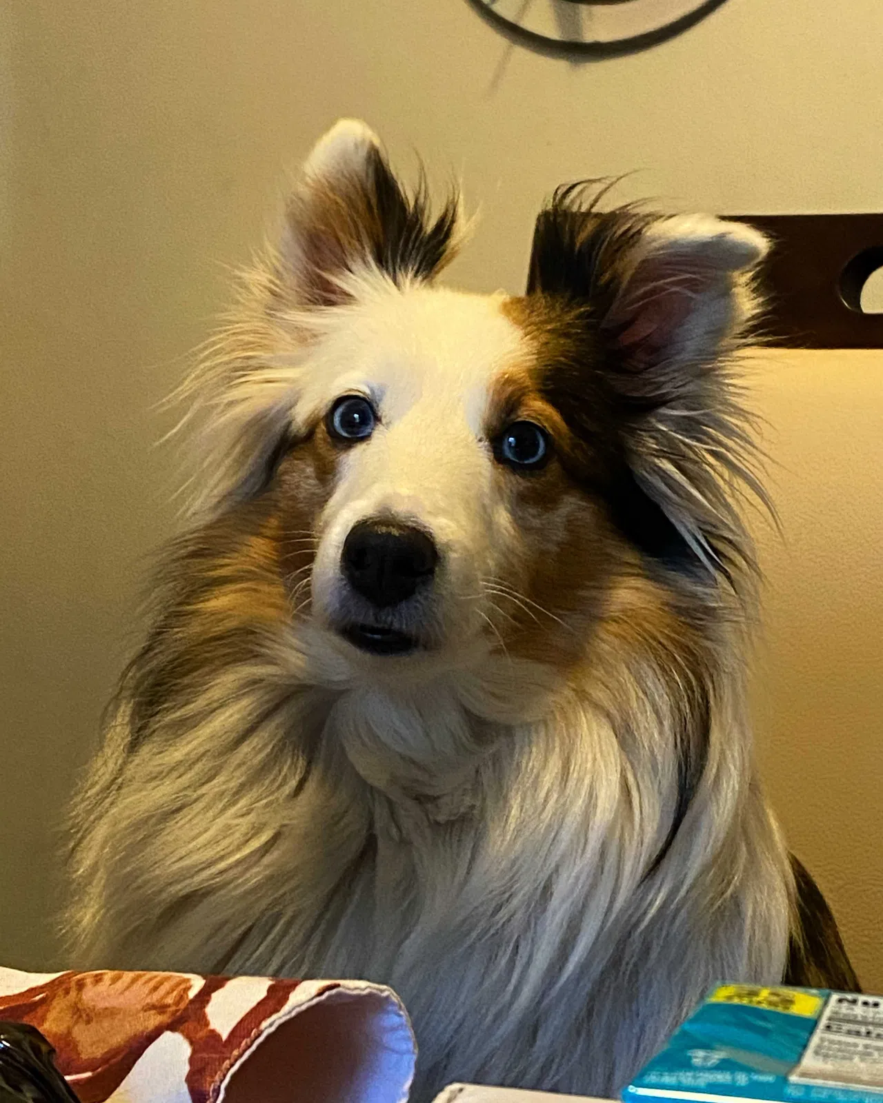 Lost dog in Sacramento, CA, 95816