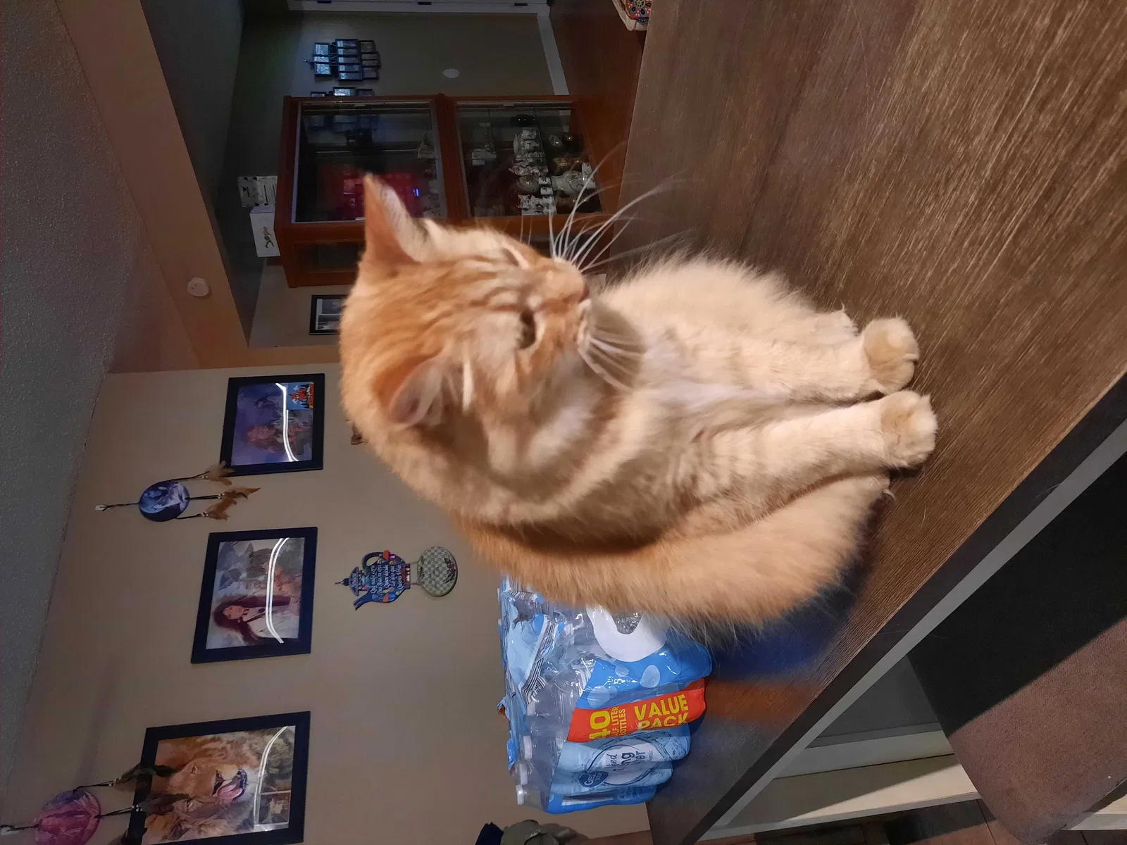 Lost cat in Little Rock, AR, 72209