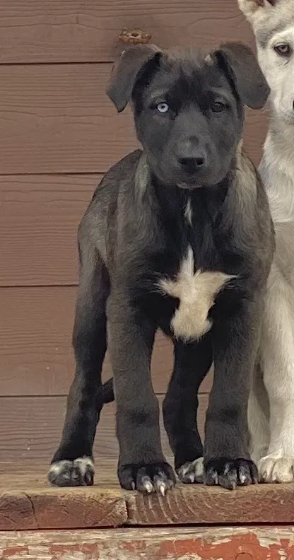 Lost dog in Bastrop, TX, 78602