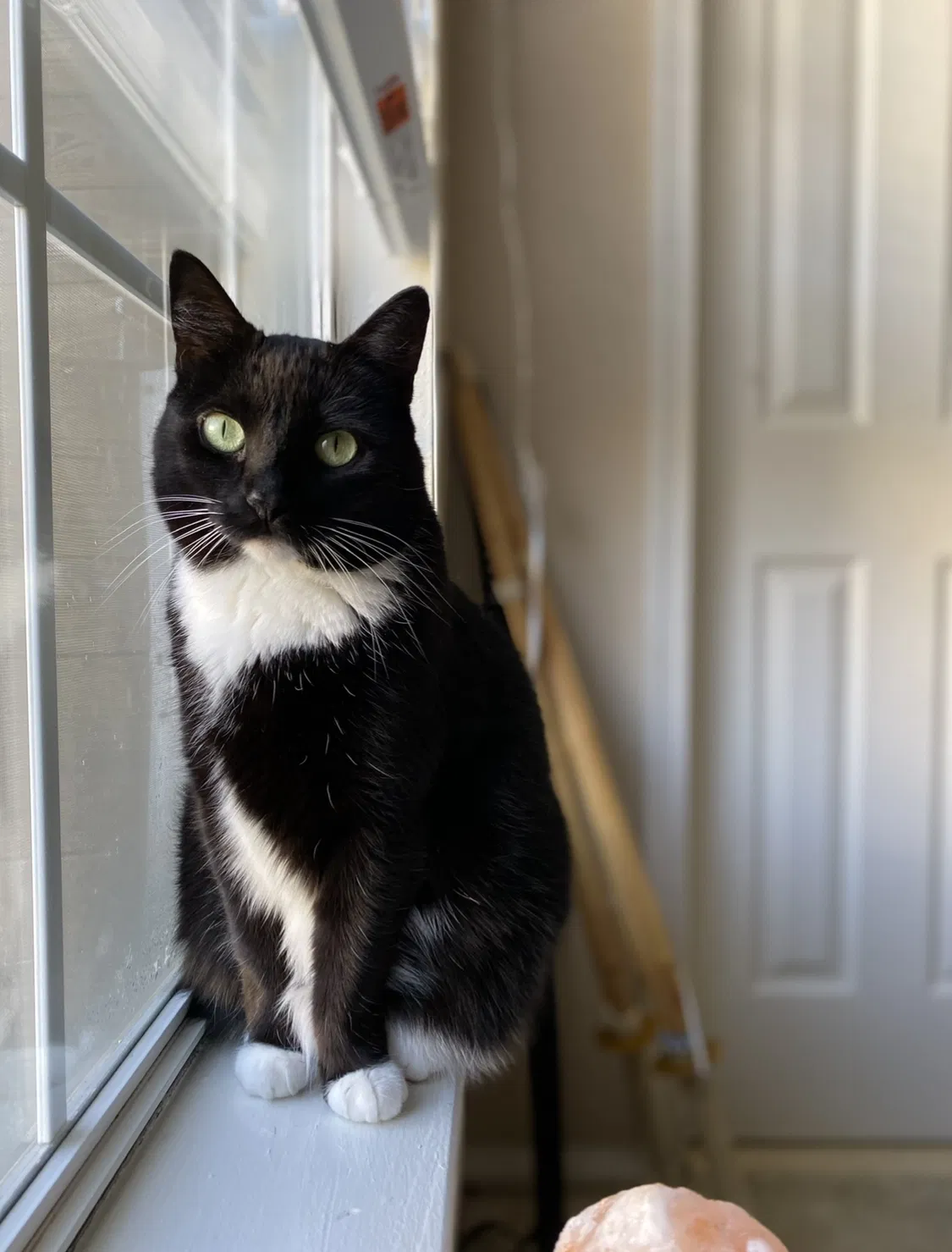 Lost cat in Manassas, VA, 20110