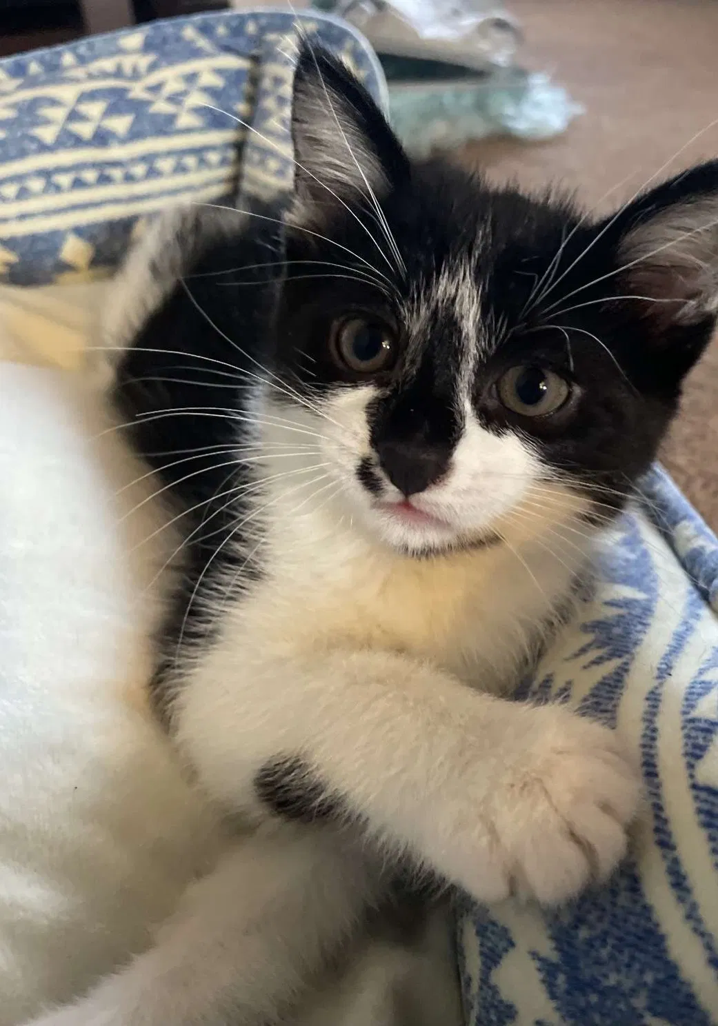 Lost cat in Dearborn, MI, 48126