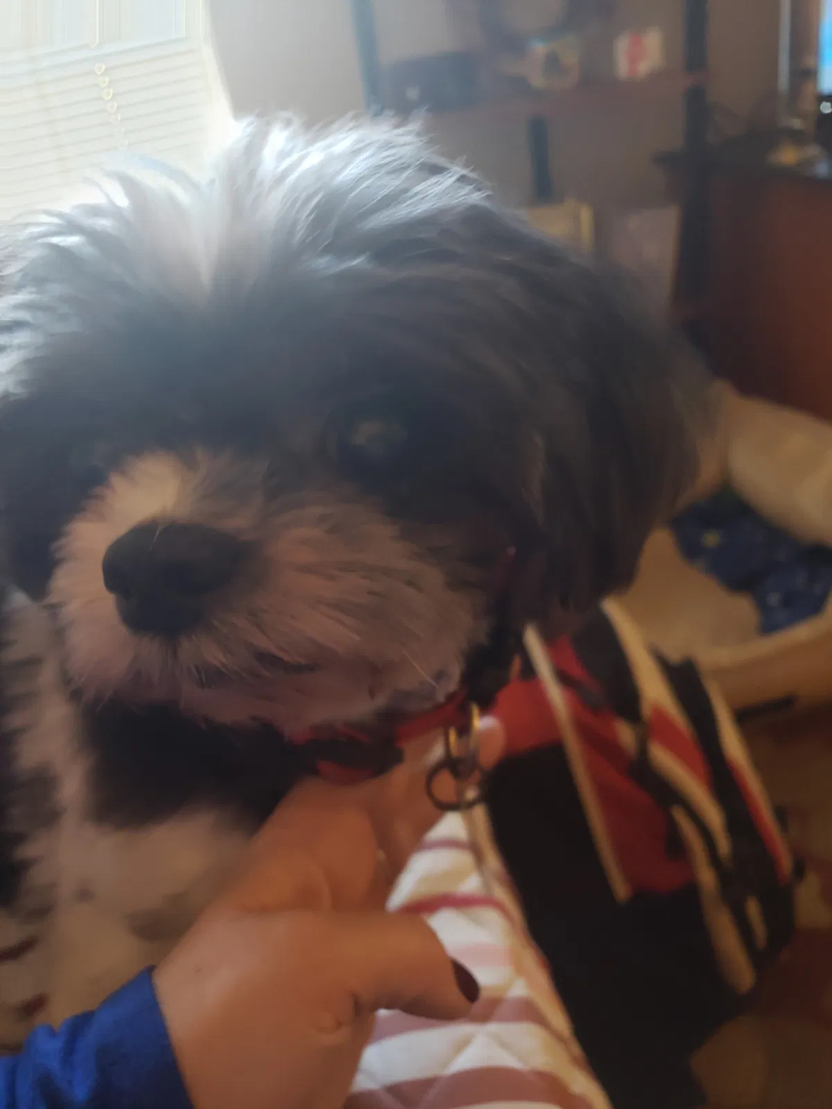 Lost dog in High Point, NC, 27265