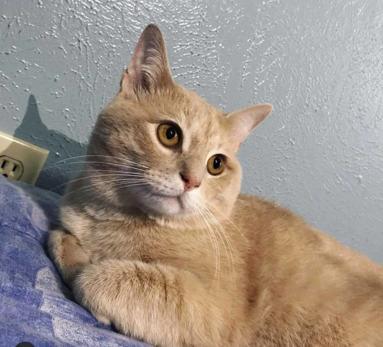 Lost cat in Garland, TX, 75043