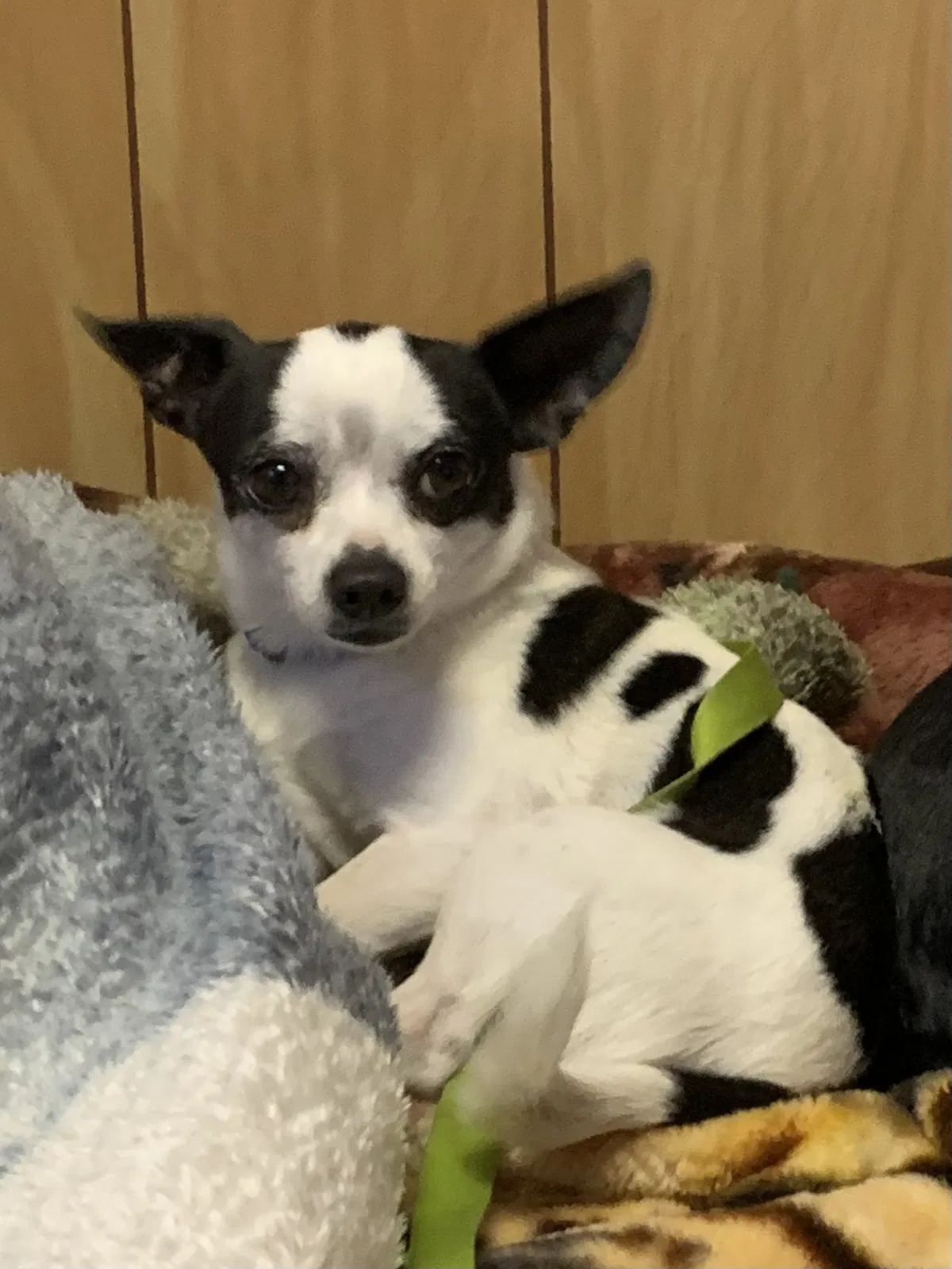 Lost dog in Denver, CO, 80229