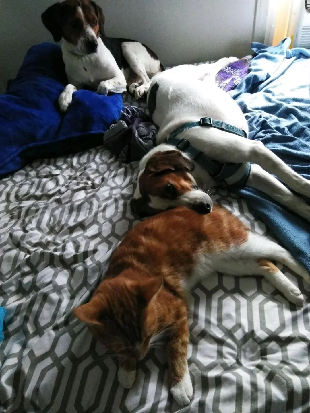Lost cat in Tallahassee, FL, 32305