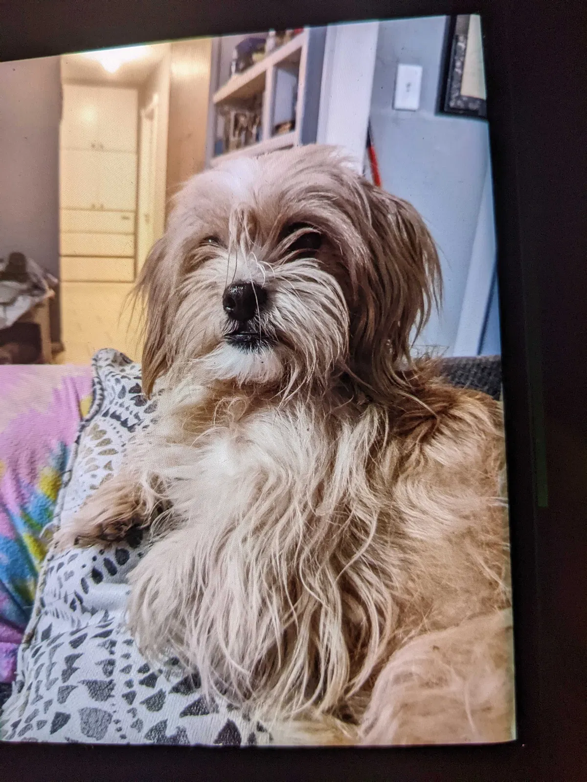 Lost dog in Las Vegas, NV, 89121