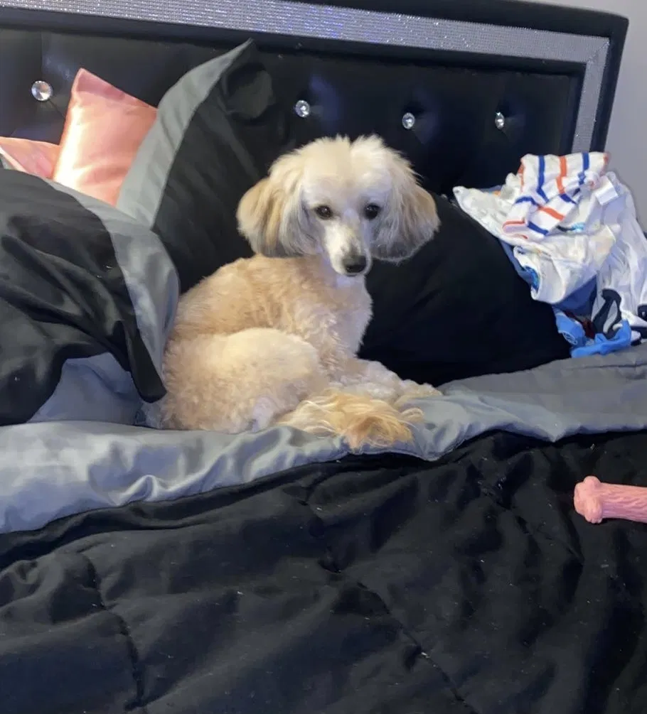 Lost dog in Kingsville, TX, 78363