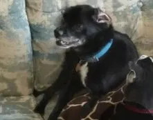 Lost dog in Wayland, MI, 49348