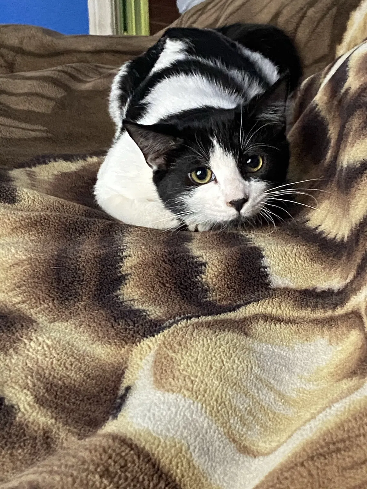 Lost cat in Bloomington, CA, 92316