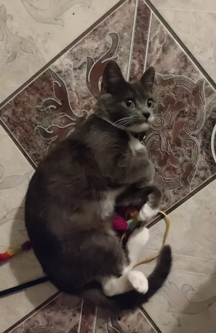 Lost cat in Santa Ana, CA, 92705
