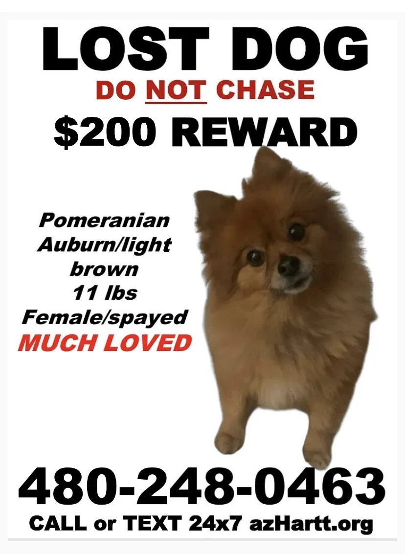 Lost dog in Phoenix, AZ, 85008