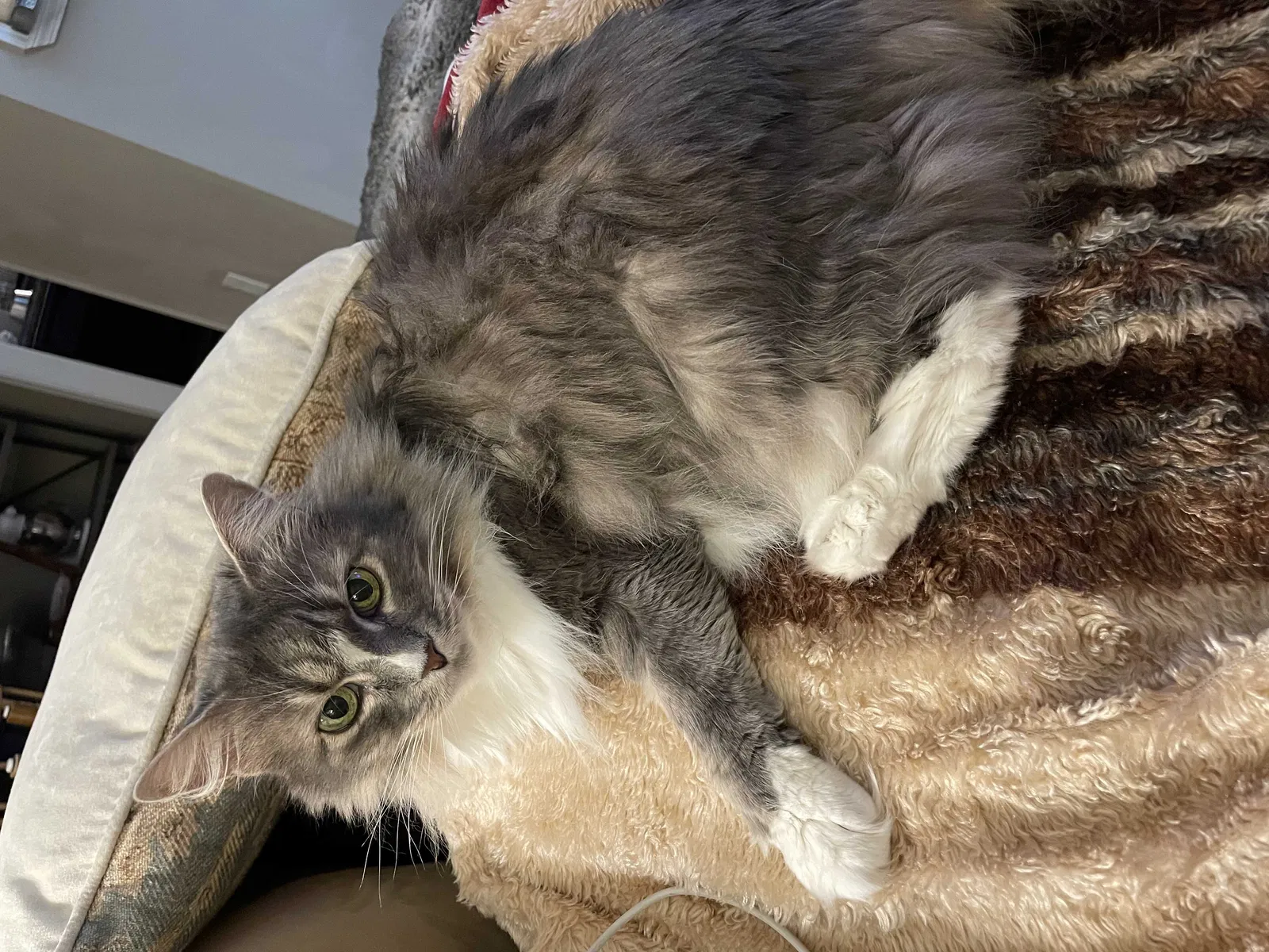 Lost cat in Smyrna, GA, 30080