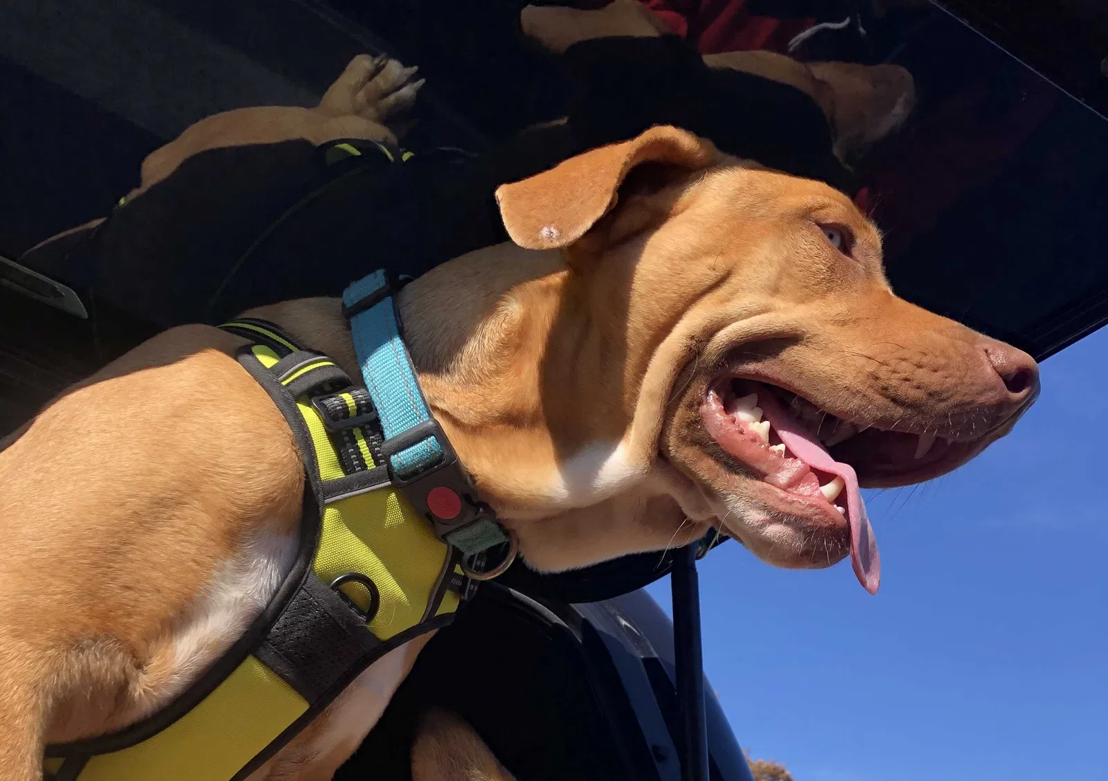 Lost dog in Kemp, TX, 75143